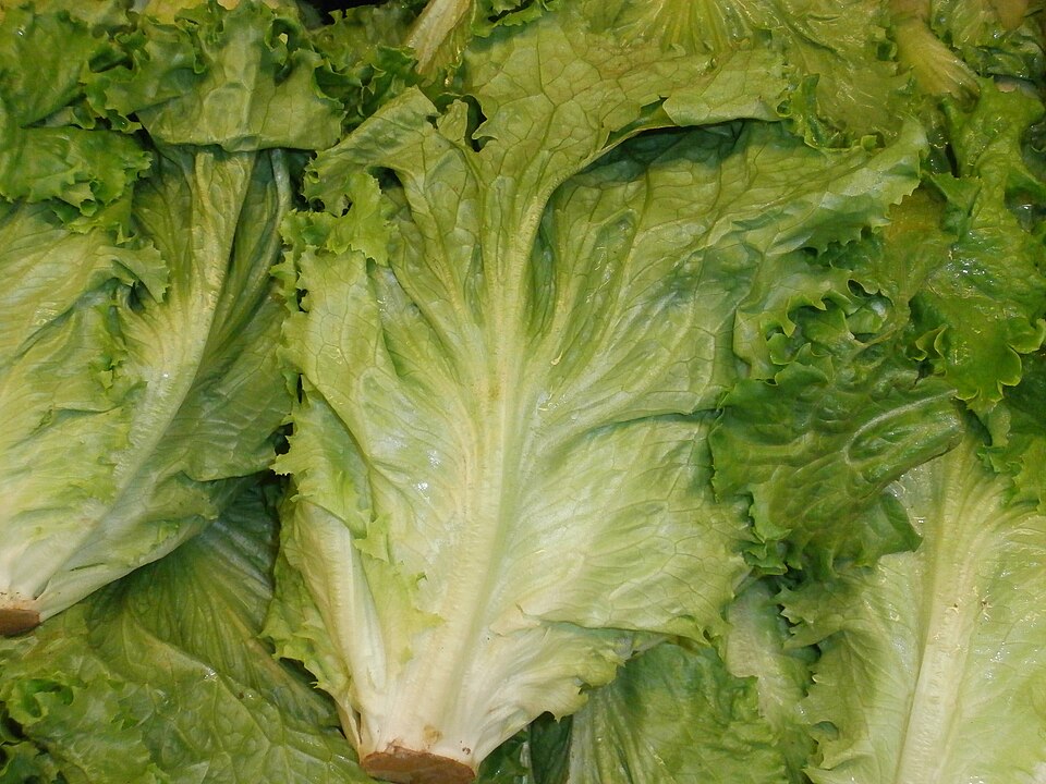 Lechuga